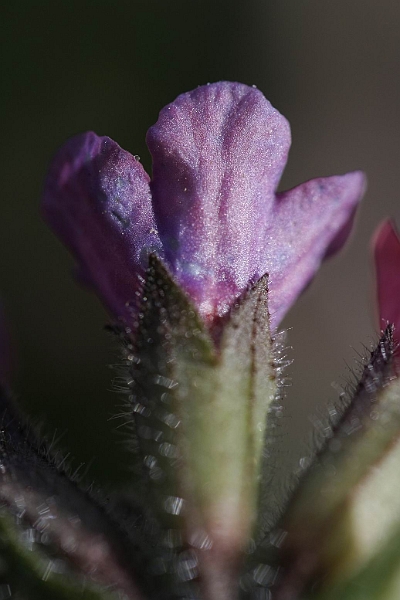 Resize of _MG_1018.JPG
